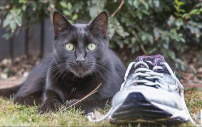 A Cat Thief Causes Concern... Police Comment on Its Latest Crimes