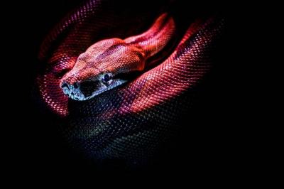 Diabolical Thinking: Husband Kills Wife with Snake Bites, the Last Being a Cobra