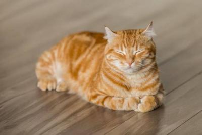 Owner Implicates Dog in Cat's Death - Morocco on Alert