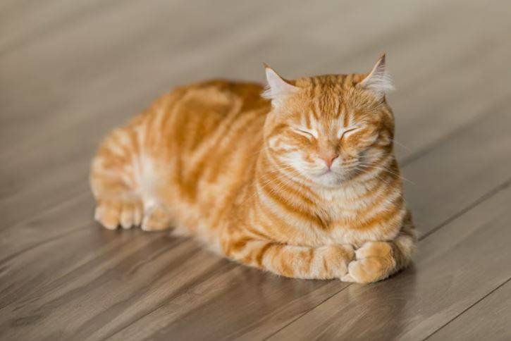 Owner Implicates Dog in Cat's Death - Morocco on Alert