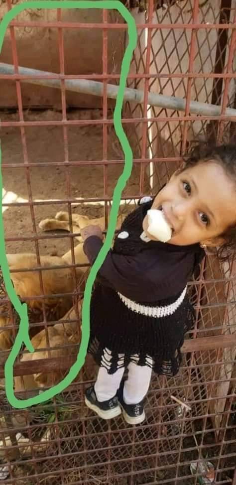 حادثة مروعة في اليمن.. أسد يقضم يد طفلة تحت نظر والدها