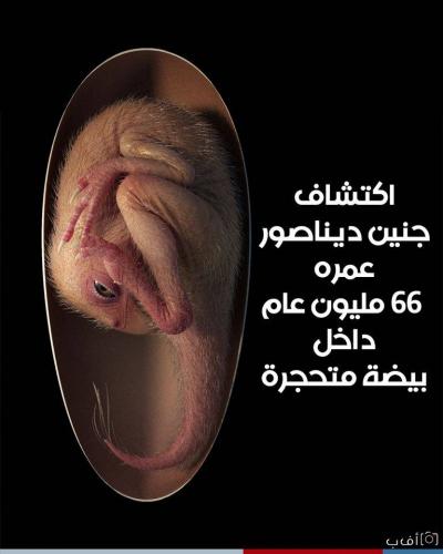مفاجأة علمية مدوية.. إكتشاف جنين ديناصور محفوظ بشكل جيد