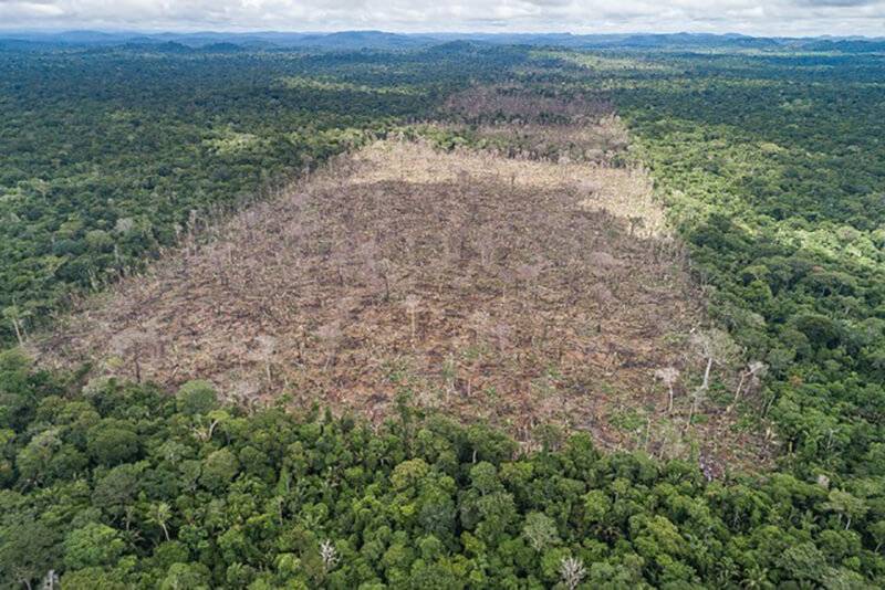 غابات الأمازون.. الأزمة تتفاقم بسبب البشر