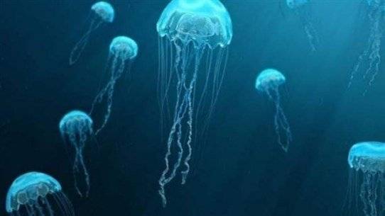 What Causes the Massive Spread of Jellyfish in the Sea of Lebanon?