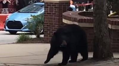 After the Alligator, a Giant Bear Strolls Among People Amid Their Screams