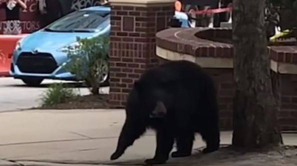 After the Alligator, a Giant Bear Strolls Among People Amid Their Screams