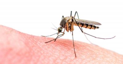 Tips for Preventing Mosquito Bites This Summer