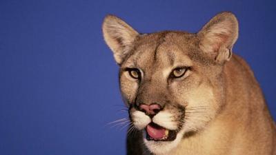 Cougar Surprises Student Inside School Restroom