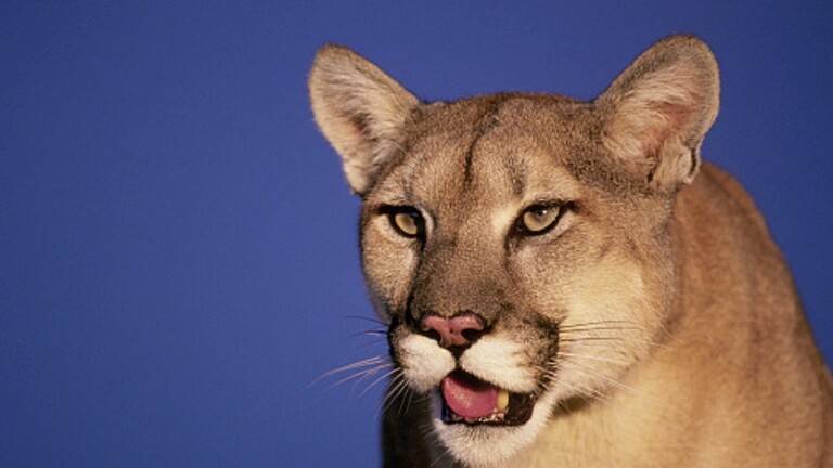 Cougar Surprises Student Inside School Restroom
