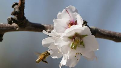 US Appeals Court: Bees Can Legally Be Classified as "Fish!"