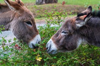 Urgent Warnings About the Extinction of Donkeys Worldwide