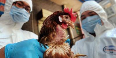 China Records First Human Case of Bird Flu