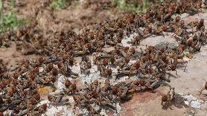 In Egypt: A Father Coated His Child in Honey and Left Him Vulnerable to Insects