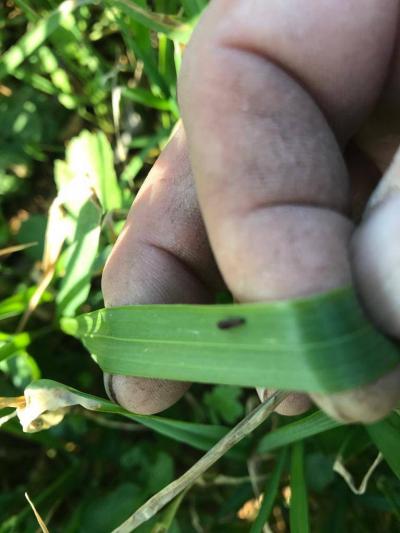 Warning to Wheat Farmers in Bent Jbeil District