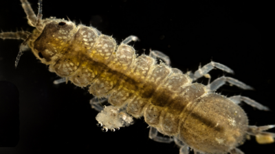 Discovery of a New Giant Creature in the Depths of the Gulf of Mexico!
