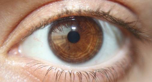 Scientific Breakthrough: Reviving Eye Function After Hours of Death