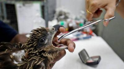 Due to a Severe Heat Wave... Birds Are Falling from the Sky in India