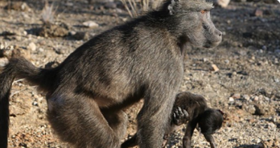 A Sad Explanation for Some Animals' Persistence in Carrying Their Dead Young