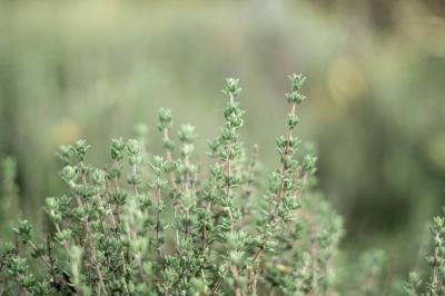 In Detail: Anti-Cancer Compounds in These Herbs