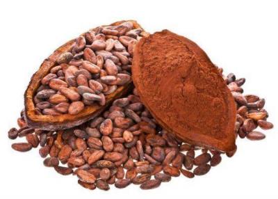 Cocoa Flavanols May Enhance Memory in the Elderly