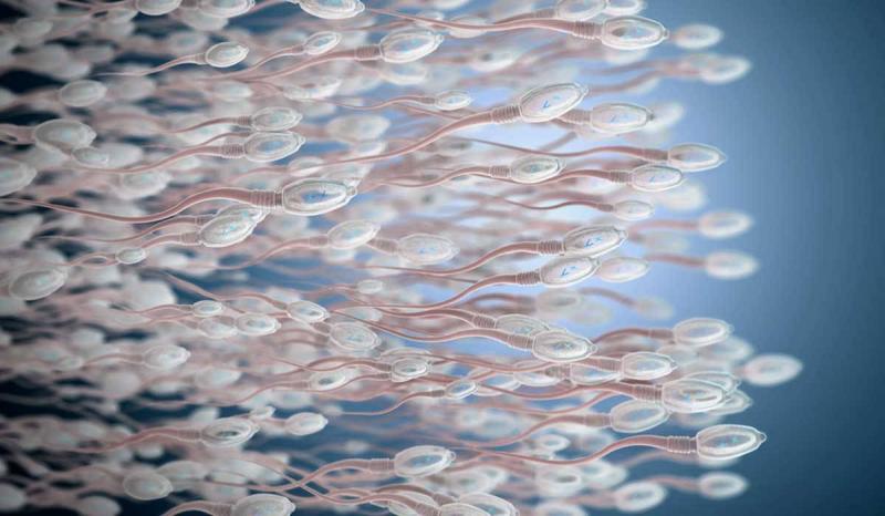 Male Infertility Issues and Their Treatment Through Food