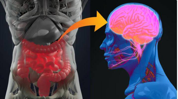 Strange Study: Alzheimer's Treatment Begins in the Gut