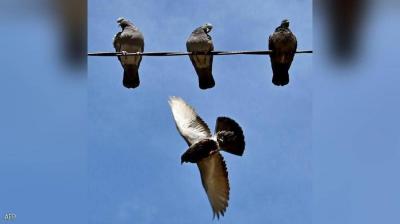 Suicide Pigeons: Can They Successfully Stop the Threat of Drones?