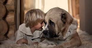 Researchers: Therapy Dogs Enhance Children's Focus, Positivity, and Social Skills
