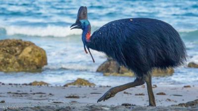 How Humans Domesticated "The Most Dangerous Bird in the World"