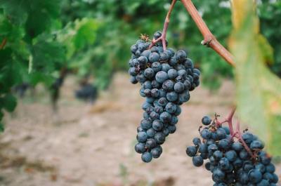 Grapes May Reduce the Risk of Heart Disease
