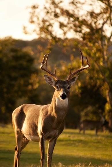 First Deer Infected with Omicron Variant in the United States