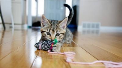Does Household Dust Really Pose a Danger to Your Cat?