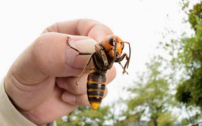 Discovery of a Rare Australian Bee Species Dating Back Hundreds of Years