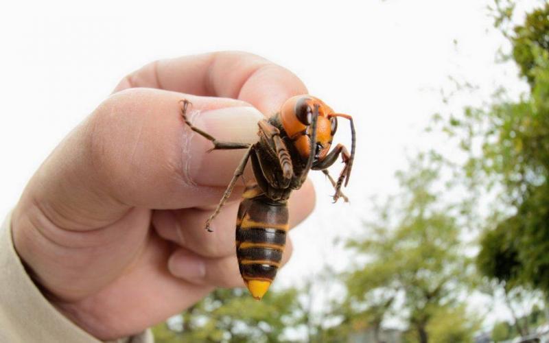 Discovery of a Rare Australian Bee Species Dating Back Hundreds of Years