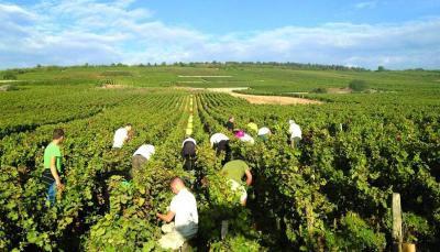 Will Some Crop Varieties Stop Being Cultivated?