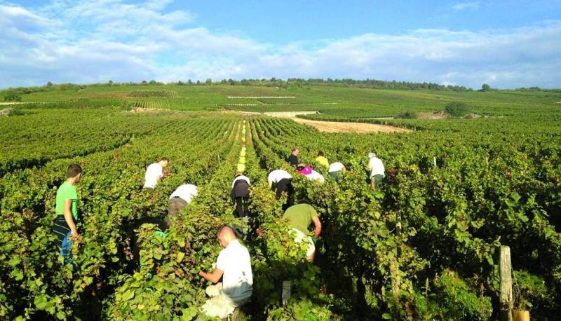 Will Some Crop Varieties Stop Being Cultivated?
