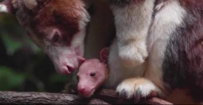 American Zoo Announces Birth of Rare Kangaroo!