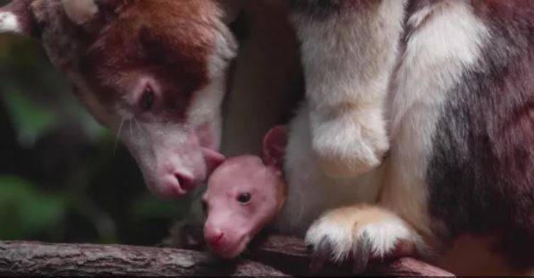 American Zoo Announces Birth of Rare Kangaroo!