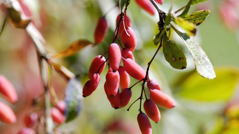 Herbal Supplements Show Promising Results Against Lung Cancer