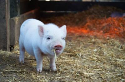 German Researchers Plan to Clone Pigs for Heart Transplants