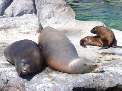 Sea Lions in California Die from Cancer