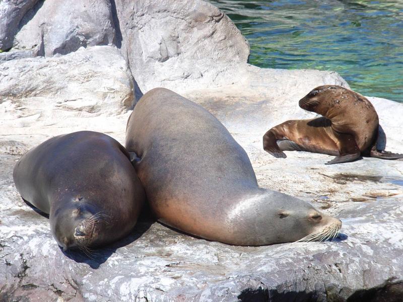 Sea Lions in California Die from Cancer