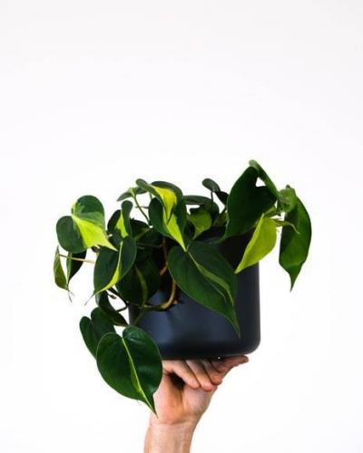 The Best Plants for Air Purification in the Bedroom