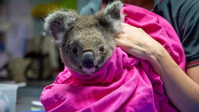 Virus Attacks Koala Animals and Causes Cancer