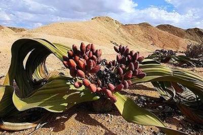The Desert Plant That Never Dies Reveals Its Secrets