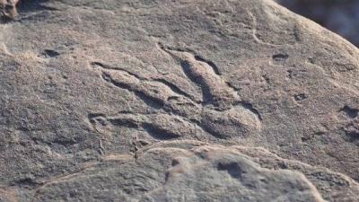 Discovery of Dinosaur Footprints on a Beach in the United Kingdom