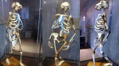 The Display of the Oldest Skeleton at Expo 2020