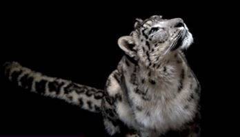 COVID-19 Claims the Life of "The Most Famous Tiger in the World"