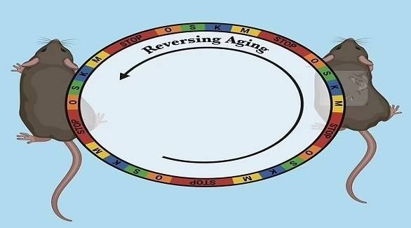 # Scientists Reverse Aging in Mice Using Cell Renewal Technique