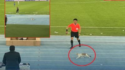 قطة تقتحم الملعب في تصفيات كأس العالم 2026 (فيديو)
